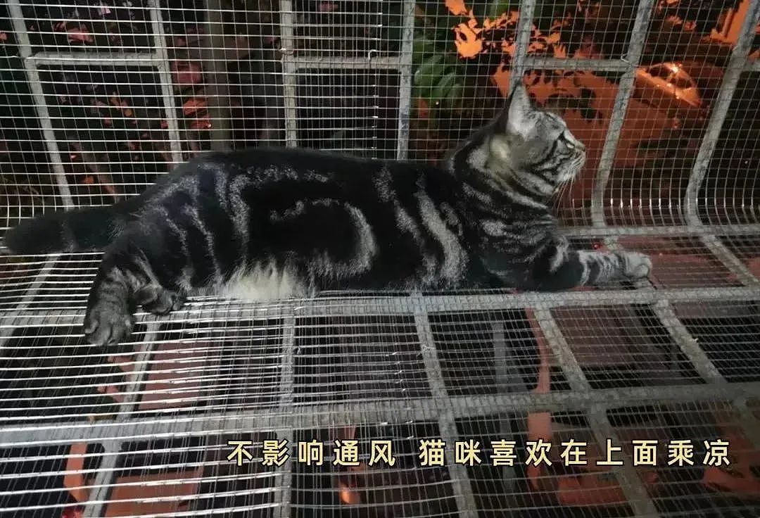 【宠物】妹子半夜用晾衣杆狂捅邻居猫咪脖子，网友刚想骂人…点进去一看：干得漂亮（组图） - 34