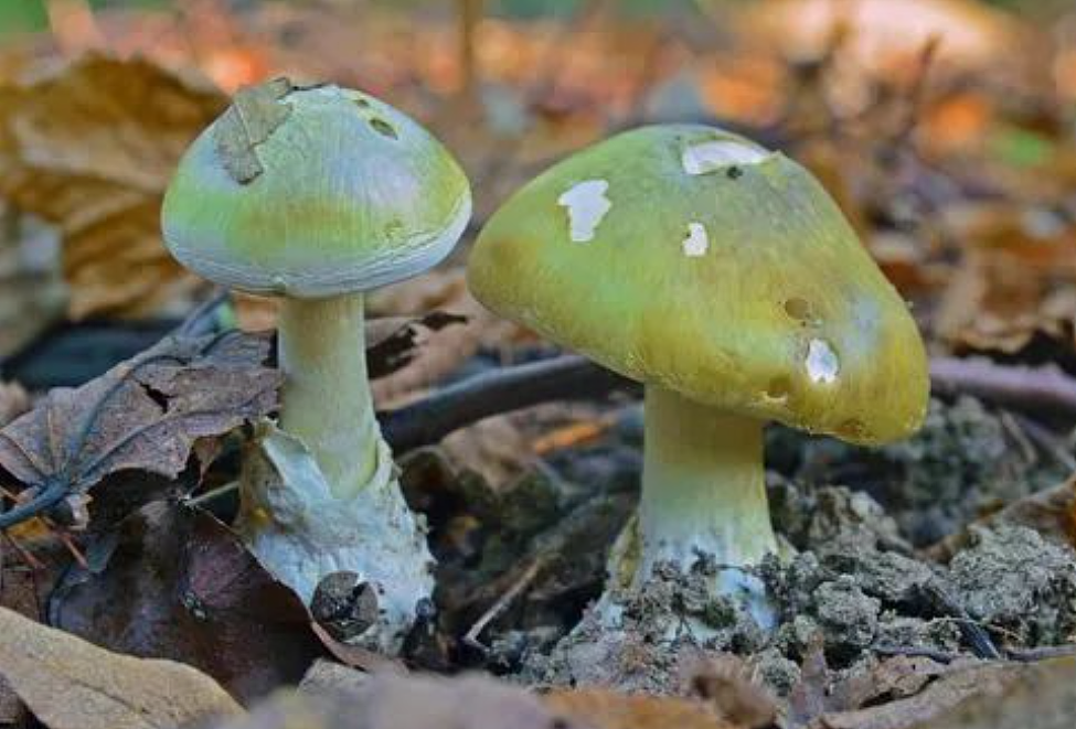 痛心！3华男“中国商城”旁挖野菜，全部中剧毒入院，一人不幸身亡！在澳华人千万别做这事…（组图） - 3