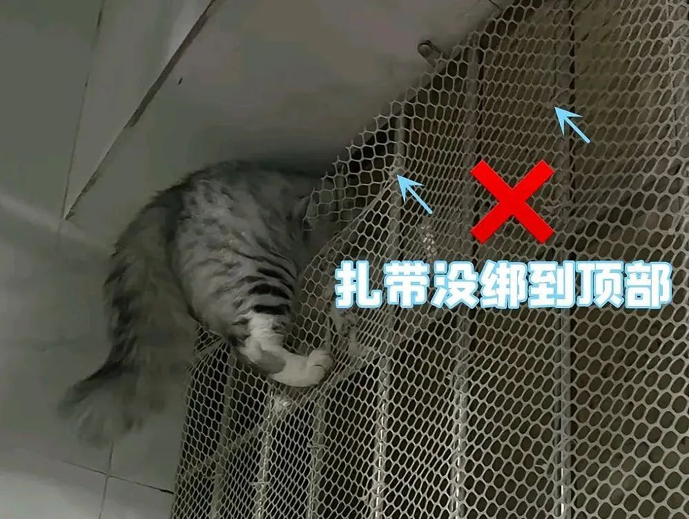 【宠物】妹子半夜用晾衣杆狂捅邻居猫咪脖子，网友刚想骂人…点进去一看：干得漂亮（组图） - 30