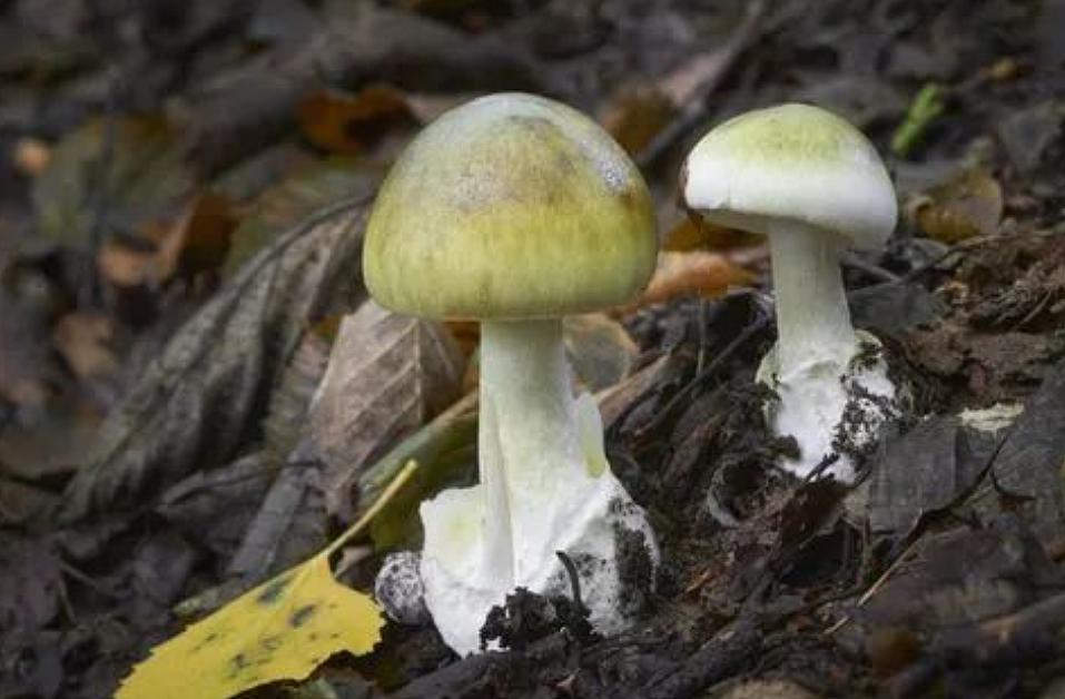 痛心！3华男“中国商城”旁挖野菜，全部中剧毒入院，一人不幸身亡！在澳华人千万别做这事…（组图） - 2