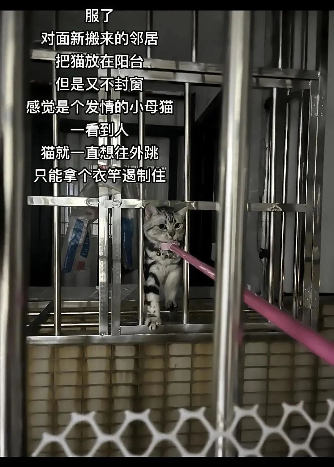 【宠物】妹子半夜用晾衣杆狂捅邻居猫咪脖子，网友刚想骂人…点进去一看：干得漂亮（组图） - 4