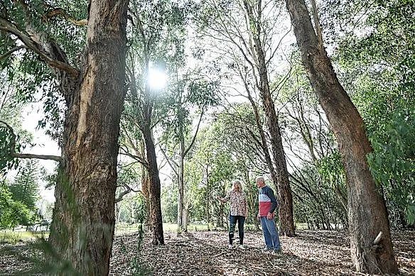 两大华人区怒了！Burwood SRL站将起一栋高达20层的高楼（组图） - 3