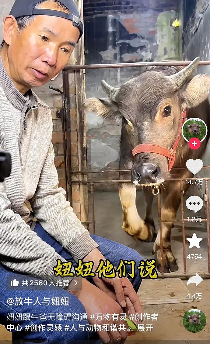 “最美通缉犯“出狱后当主播,以坐牢经历博流量被封!而隔壁绝命糖师:安静养牛ing...(视频/组图) - 2