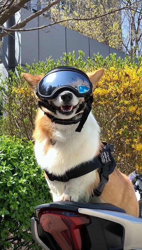 【宠物】警犬“变节”？福仔巡逻途中抢食，训导员：已严肃批评（视频/组图） - 11