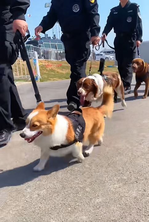 【宠物】警犬“变节”？福仔巡逻途中抢食，训导员：已严肃批评（视频/组图） - 10