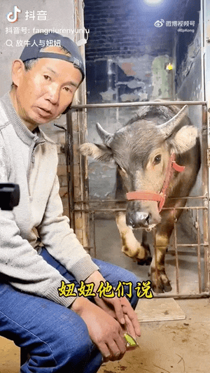 “最美通缉犯“出狱后当主播,以坐牢经历博流量被封!而隔壁绝命糖师:安静养牛ing...(视频/组图) - 3