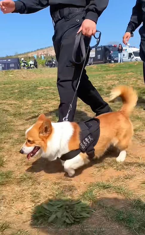 【宠物】警犬“变节”？福仔巡逻途中抢食，训导员：已严肃批评（视频/组图） - 9