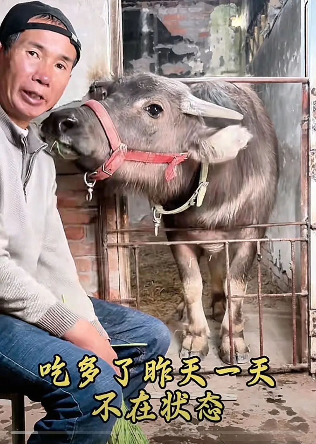 “最美通缉犯“出狱后当主播,以坐牢经历博流量被封!而隔壁绝命糖师:安静养牛ing...(视频/组图) - 36