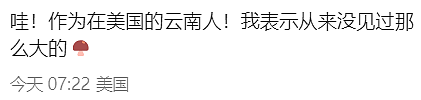 华人在新西兰采到巨型蘑菇，引来大量围观！“已下肚”，网友提醒，“不要乱吃”（组图） - 10