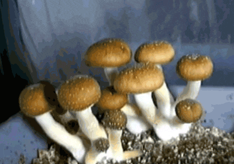 华人在新西兰采到巨型蘑菇，引来大量围观！“已下肚”，网友提醒，“不要乱吃”（组图） - 24
