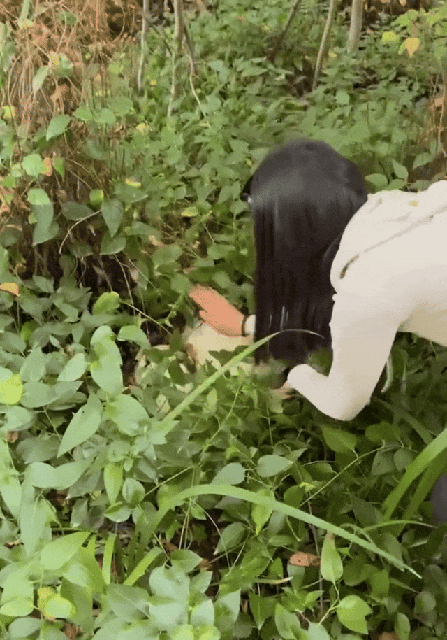 华人在新西兰采到巨型蘑菇，引来大量围观！“已下肚”，网友提醒，“不要乱吃”（组图） - 4