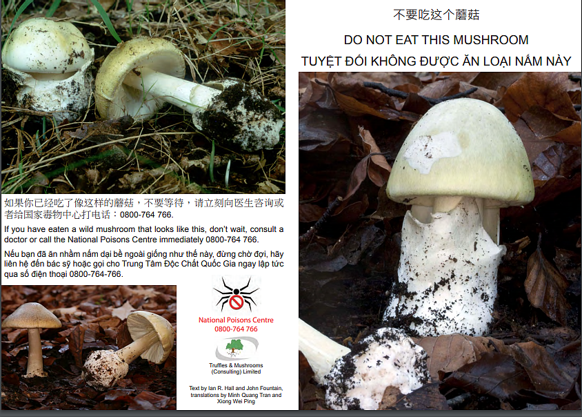 华人在新西兰采到巨型蘑菇，引来大量围观！“已下肚”，网友提醒，“不要乱吃”（组图） - 23