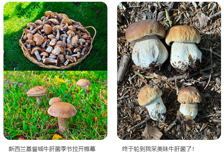 华人在新西兰采到巨型蘑菇，引来大量围观！“已下肚”，网友提醒，“不要乱吃”（组图） - 2
