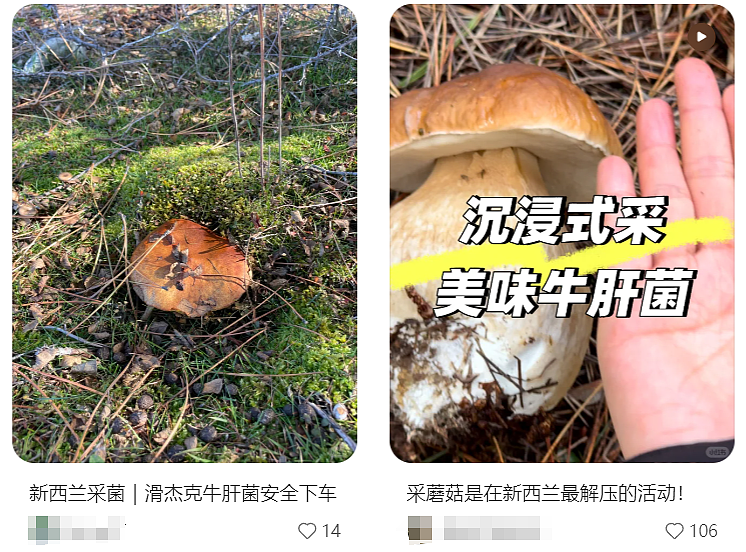 华人在新西兰采到巨型蘑菇，引来大量围观！“已下肚”，网友提醒，“不要乱吃”（组图） - 1