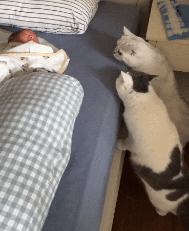 【宠物】小姐姐为了给小猫断奶，把它关笼子里不让猫妈妈喂，结果出现这一幕...网友：强者从不抱怨环境（组图） - 16