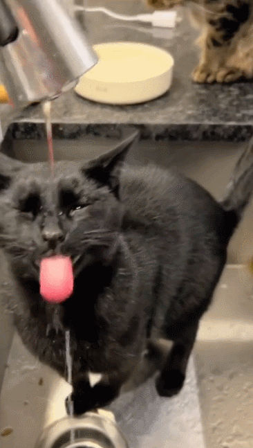 【宠物】小姐姐为了给小猫断奶，把它关笼子里不让猫妈妈喂，结果出现这一幕...网友：强者从不抱怨环境（组图） - 14