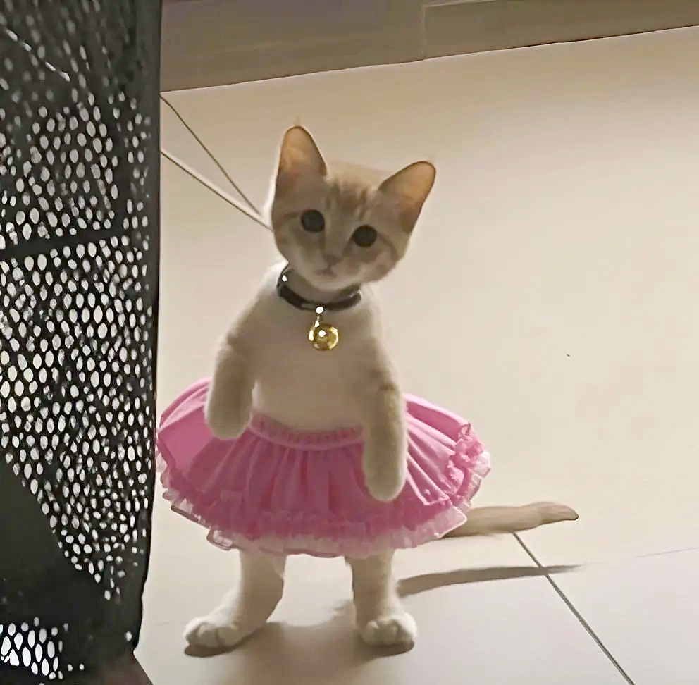 【宠物】小姐姐为了给小猫断奶，把它关笼子里不让猫妈妈喂，结果出现这一幕...网友：强者从不抱怨环境（组图） - 19