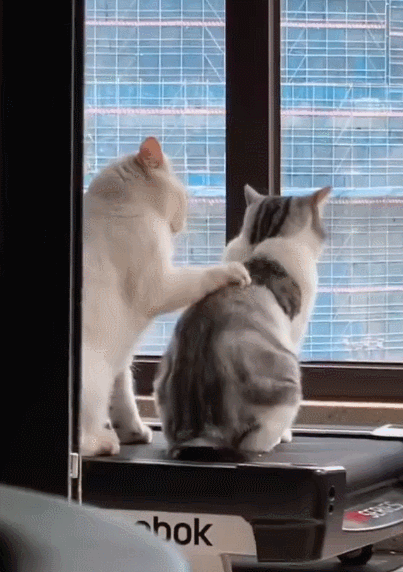 【宠物】小姐姐为了给小猫断奶，把它关笼子里不让猫妈妈喂，结果出现这一幕...网友：强者从不抱怨环境（组图） - 12