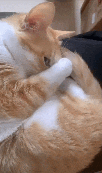 【宠物】小姐姐为了给小猫断奶，把它关笼子里不让猫妈妈喂，结果出现这一幕...网友：强者从不抱怨环境（组图） - 26