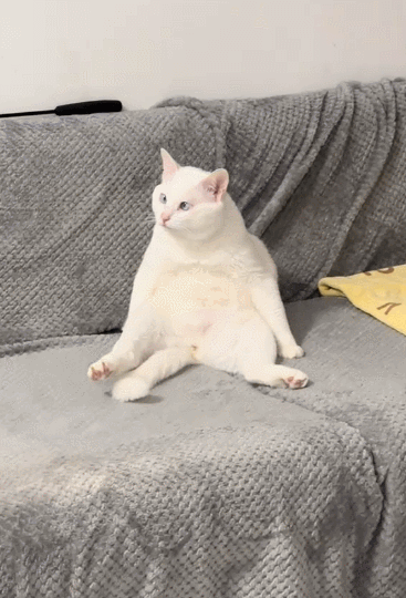 【宠物】小姐姐为了给小猫断奶，把它关笼子里不让猫妈妈喂，结果出现这一幕...网友：强者从不抱怨环境（组图） - 8