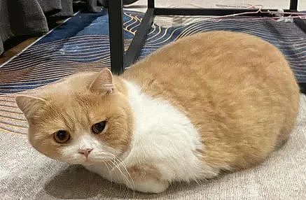 【宠物】小姐姐为了给小猫断奶，把它关笼子里不让猫妈妈喂，结果出现这一幕...网友：强者从不抱怨环境（组图） - 25