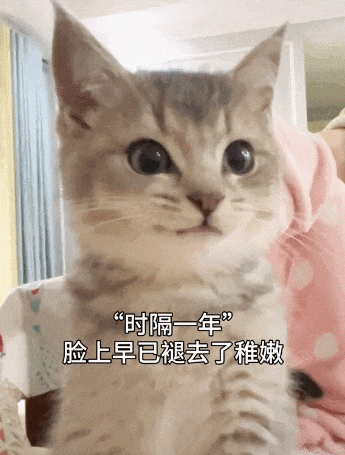【宠物】小姐姐为了给小猫断奶，把它关笼子里不让猫妈妈喂，结果出现这一幕...网友：强者从不抱怨环境（组图） - 4