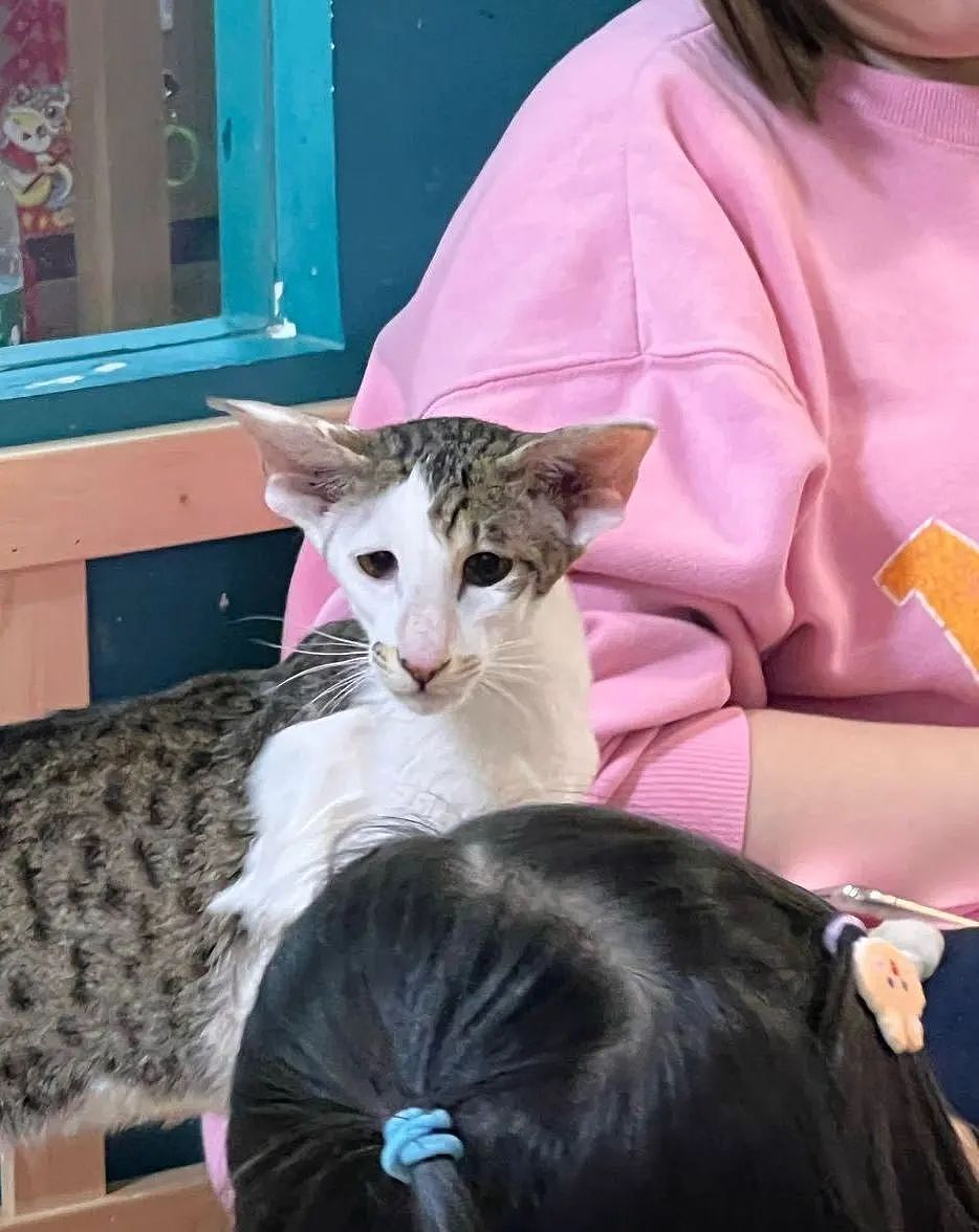 【宠物】小姐姐为了给小猫断奶，把它关笼子里不让猫妈妈喂，结果出现这一幕...网友：强者从不抱怨环境（组图） - 23