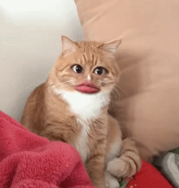 【宠物】小姐姐为了给小猫断奶，把它关笼子里不让猫妈妈喂，结果出现这一幕...网友：强者从不抱怨环境（组图） - 22