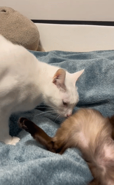 【宠物】小姐姐为了给小猫断奶，把它关笼子里不让猫妈妈喂，结果出现这一幕...网友：强者从不抱怨环境（组图） - 6
