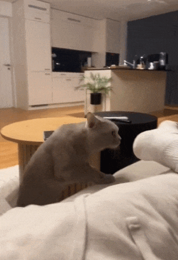 【宠物】小姐姐为了给小猫断奶，把它关笼子里不让猫妈妈喂，结果出现这一幕...网友：强者从不抱怨环境（组图） - 11