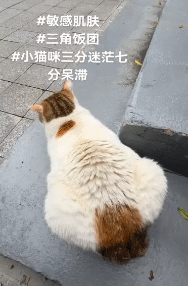 【宠物】小姐姐为了给小猫断奶，把它关笼子里不让猫妈妈喂，结果出现这一幕...网友：强者从不抱怨环境（组图） - 3