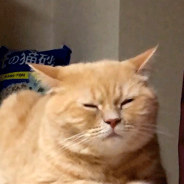 【宠物】小姐姐为了给小猫断奶，把它关笼子里不让猫妈妈喂，结果出现这一幕...网友：强者从不抱怨环境（组图） - 1