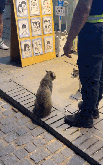 【宠物】小姐姐为了给小猫断奶，把它关笼子里不让猫妈妈喂，结果出现这一幕...网友：强者从不抱怨环境（组图） - 9