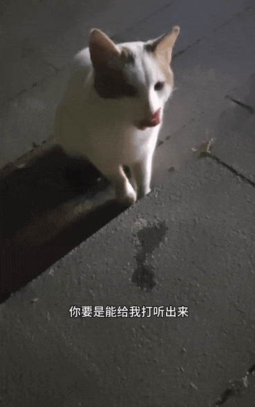 【宠物】小姐姐为了给小猫断奶，把它关笼子里不让猫妈妈喂，结果出现这一幕...网友：强者从不抱怨环境（组图） - 10
