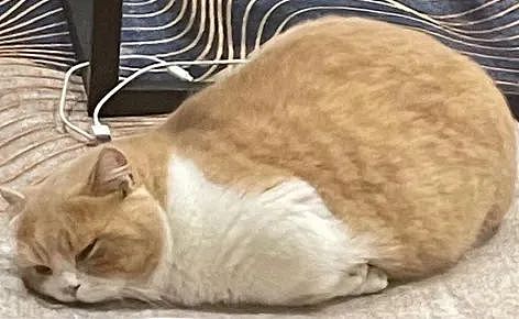 【宠物】小姐姐为了给小猫断奶，把它关笼子里不让猫妈妈喂，结果出现这一幕...网友：强者从不抱怨环境（组图） - 24