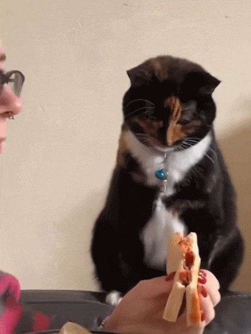 【宠物】小姐姐为了给小猫断奶，把它关笼子里不让猫妈妈喂，结果出现这一幕...网友：强者从不抱怨环境（组图） - 5