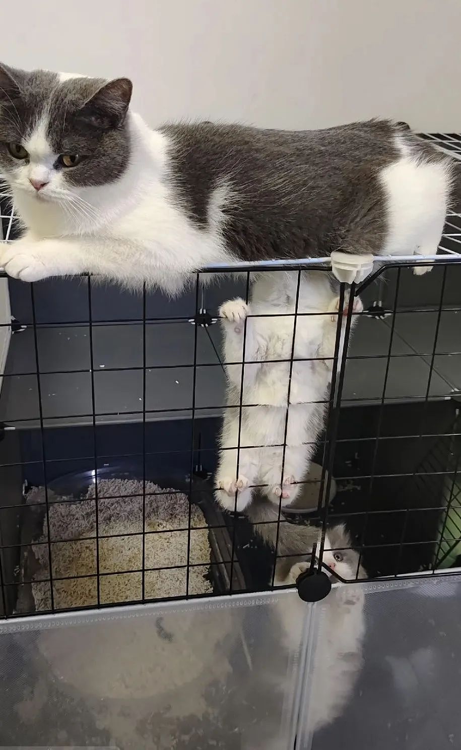 【宠物】小姐姐为了给小猫断奶，把它关笼子里不让猫妈妈喂，结果出现这一幕...网友：强者从不抱怨环境（组图） - 20