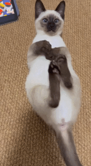 【宠物】小姐姐为了给小猫断奶，把它关笼子里不让猫妈妈喂，结果出现这一幕...网友：强者从不抱怨环境（组图） - 2