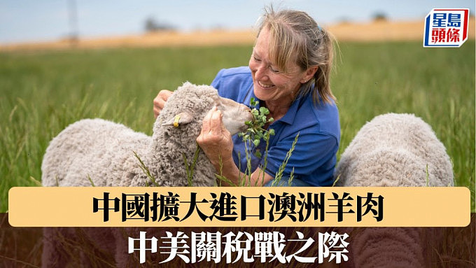 中美关税战之际，中国扩大进口澳洲羊肉（组图） - 1
