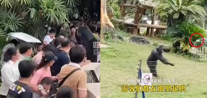 中国网红黑猩猩暴走！拿1公斤多石头砸伤观众（组图） - 1