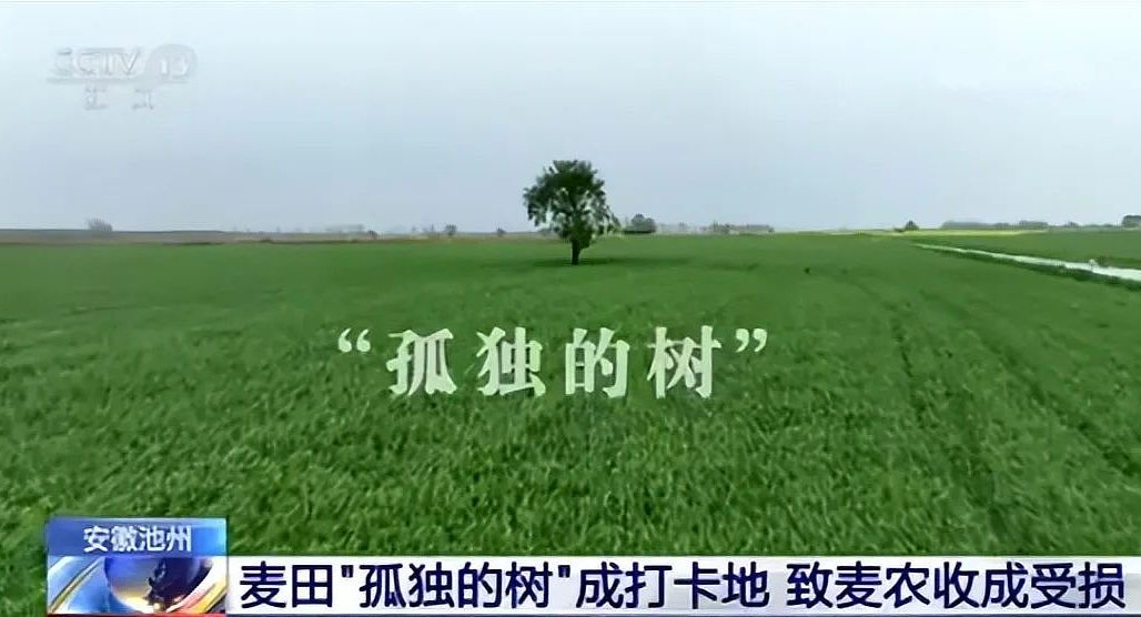 网红麦田被毁，迎客松被踩断：网红打卡，正在毁掉中国景区（组图） - 1