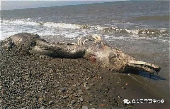 关于旧时青岛“海怪”事件（组图） - 3