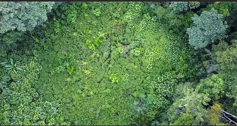飞机迫降，又被鳄鱼包围，上演36小时真实版亚马逊历险记...（组图） - 2