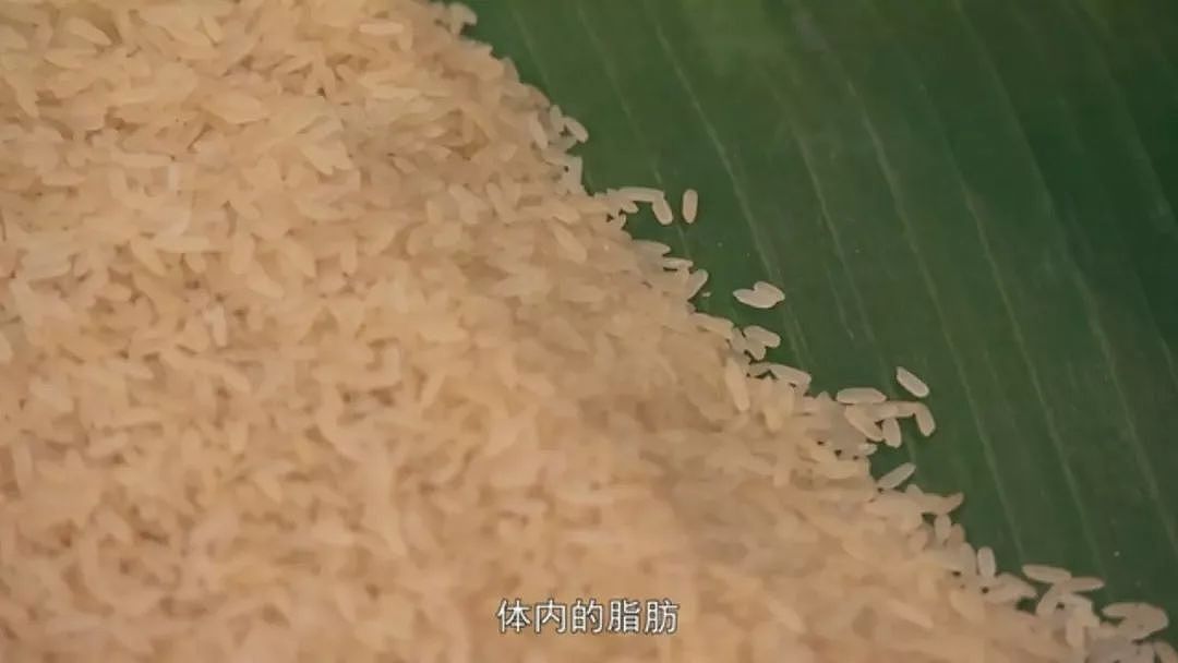 以为少吃就能瘦？BBC纪录片扎心揭秘：人胖分3种，有些人节食根本瘦不下来（组图） - 88