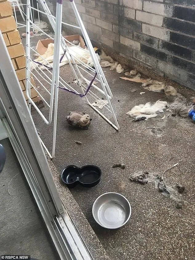华男被新西兰要求限期离境！“这种行为太恶心了！”悉尼也曾爆发类似案件，有人愤怒：应该遣返...（组图） - 12