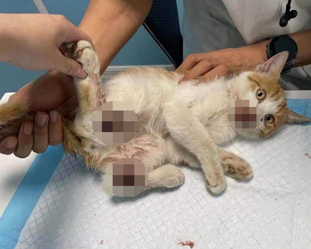 华男被新西兰要求限期离境！“这种行为太恶心了！”悉尼也曾爆发类似案件，有人愤怒：应该遣返...（组图） - 4