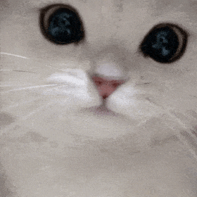 【宠物】民警小哥捡到一只小橘猫，带回派出所签卖身契，网友看完合照笑喷：它真是自愿的吗（组图） - 20