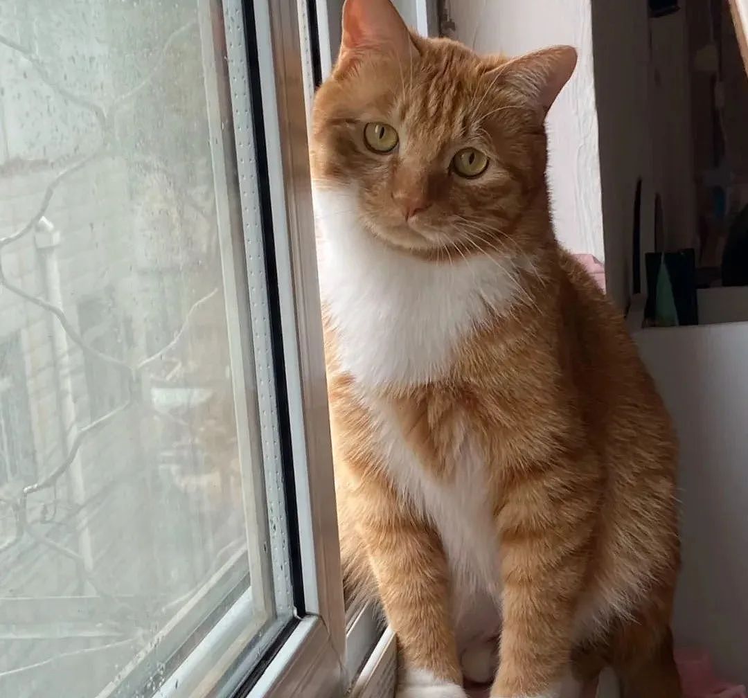 【宠物】民警小哥捡到一只小橘猫，带回派出所签卖身契，网友看完合照笑喷：它真是自愿的吗（组图） - 7