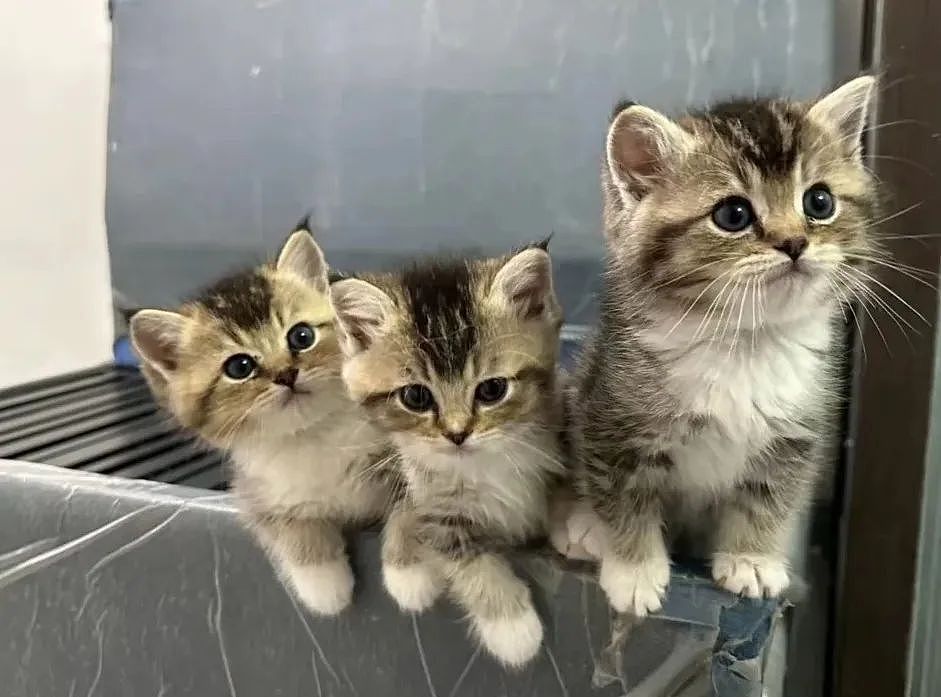 【宠物】民警小哥捡到一只小橘猫，带回派出所签卖身契，网友看完合照笑喷：它真是自愿的吗（组图） - 2