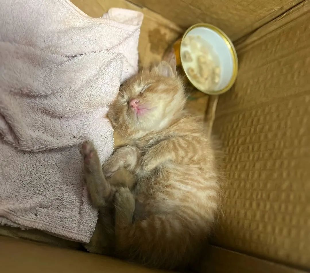 【宠物】民警小哥捡到一只小橘猫，带回派出所签卖身契，网友看完合照笑喷：它真是自愿的吗（组图） - 10